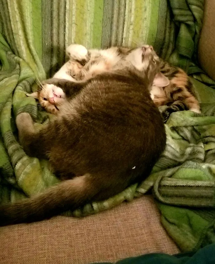 Caught Mid Wrestle