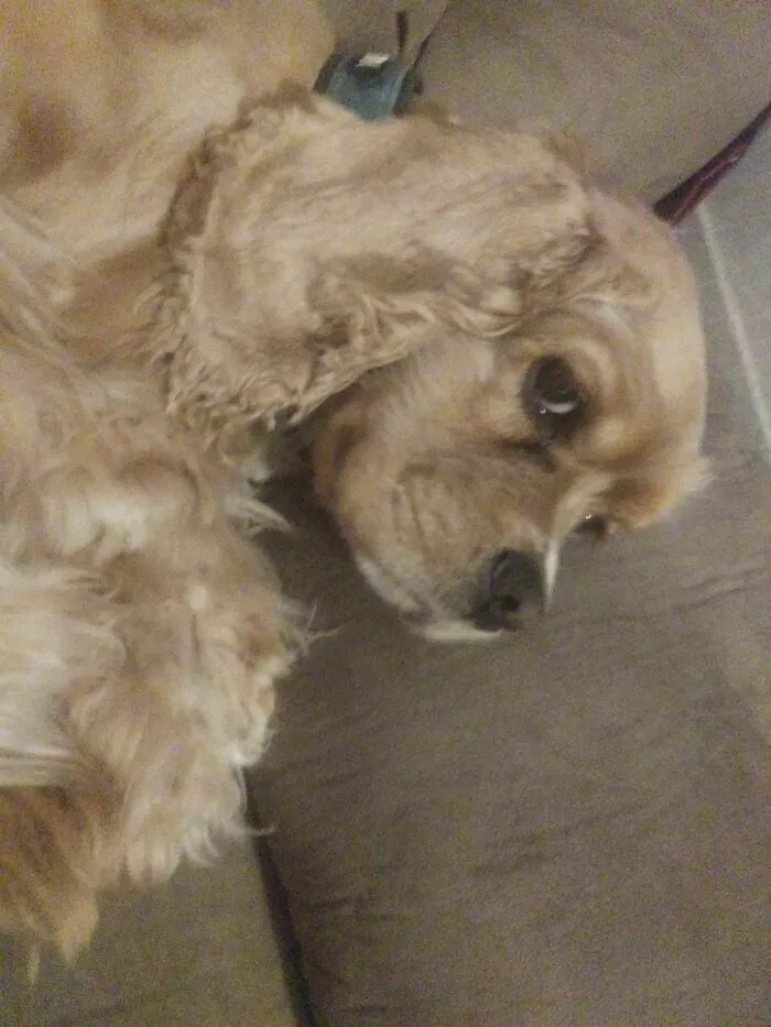 Prince