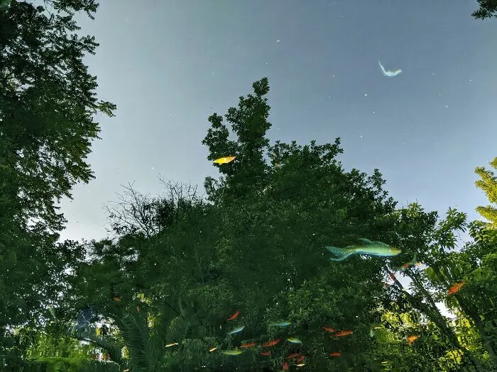 Flying Goldfishes In The Forest