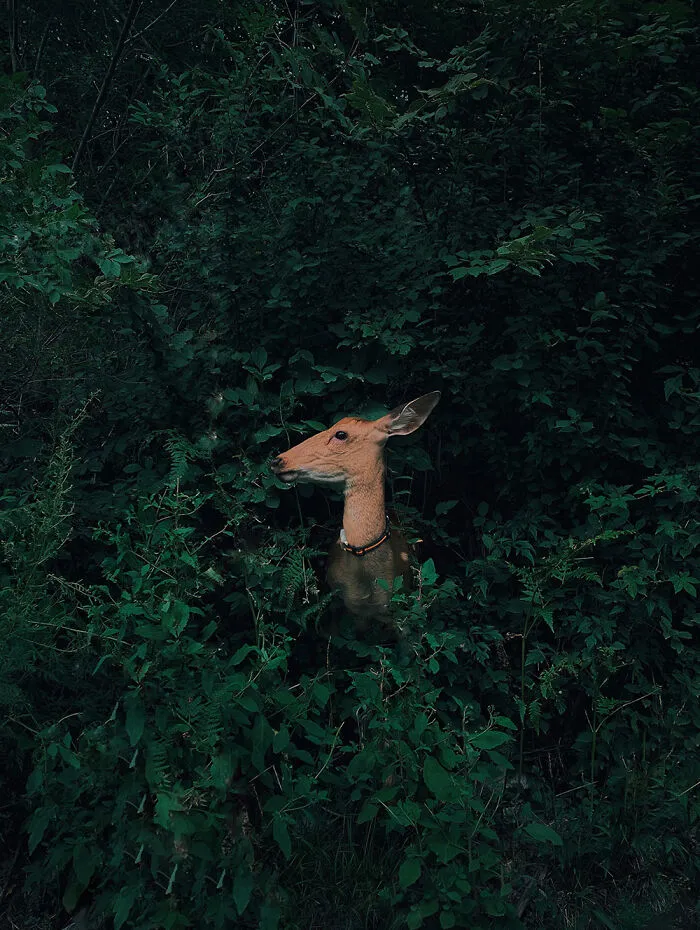 Deer Hidden In The Forest By Jian Cui