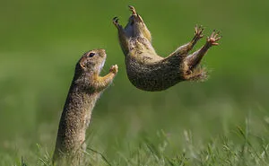 50 Of The Most Incredible Shots That Were Submitted To The Comedy Wildlife Photography Awards
