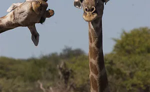 50 Of The Most Incredible Shots That Were Submitted To The Comedy Wildlife Photography Awards