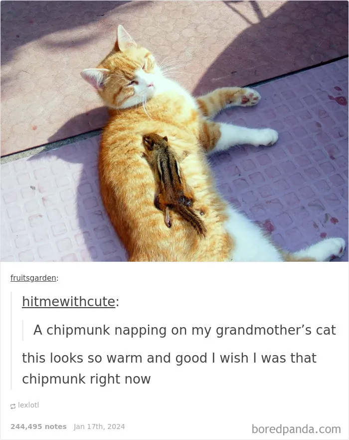 50 Animal Pics That Fit Perfectly Into Memes