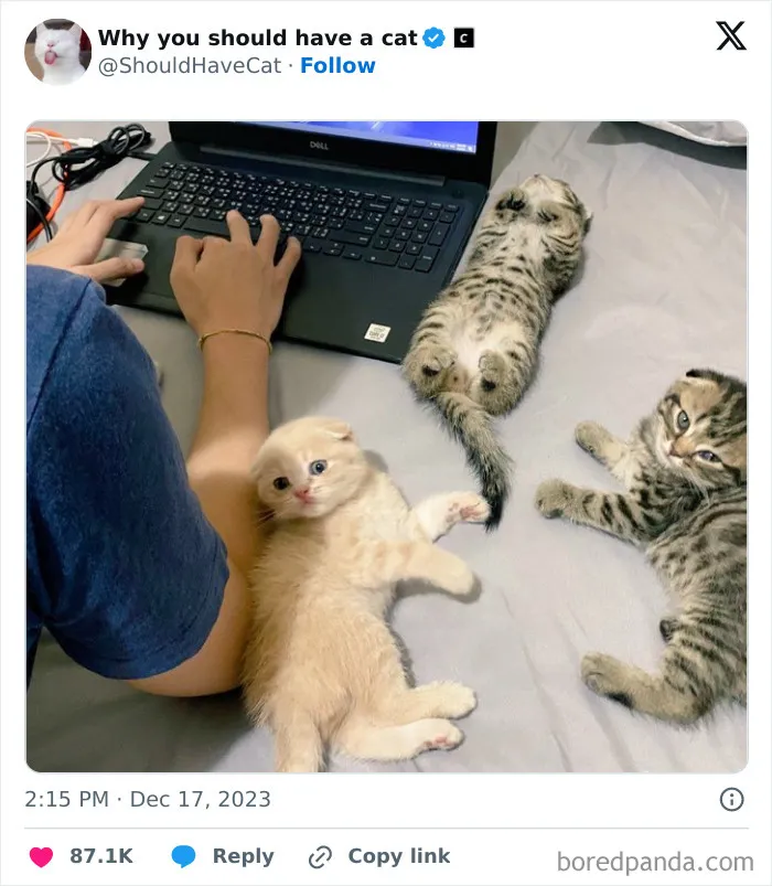 This Page Shares ‘Why You Should Have A Cat’ And Here’s 50 Of The Most Compelling Reasons (New Pics)