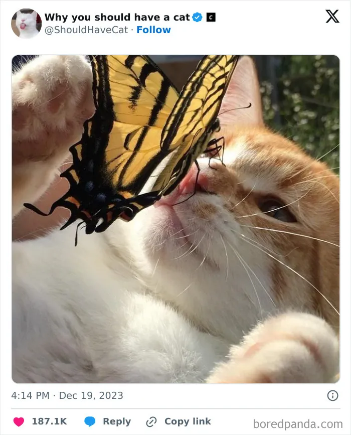 This Page Shares ‘Why You Should Have A Cat’ And Here’s 50 Of The Most Compelling Reasons (New Pics)