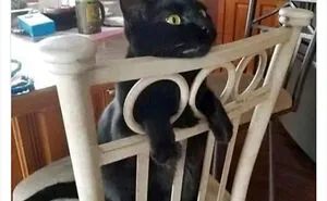 This Page Shares ‘Why You Should Have A Cat’ And Here’s 50 Of The Most Compelling Reasons (New Pics)