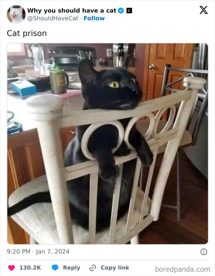 Reasons-Why-You-Should-Have-A-Cat