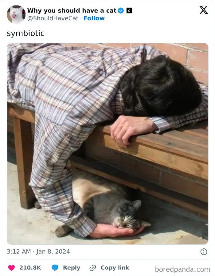 This Page Shares ‘Why You Should Have A Cat’ And Here’s 50 Of The Most Compelling Reasons (New Pics)
