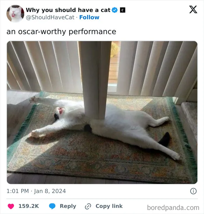 This Page Shares ‘Why You Should Have A Cat’ And Here’s 50 Of The Most Compelling Reasons (New Pics)