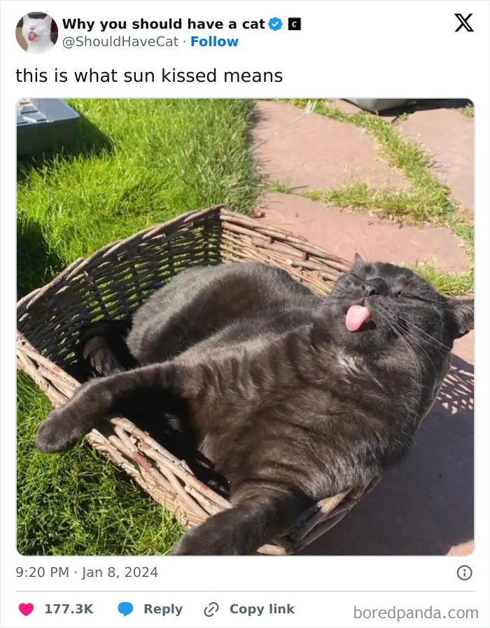 This Page Shares ‘Why You Should Have A Cat’ And Here’s 50 Of The Most Compelling Reasons (New Pics)