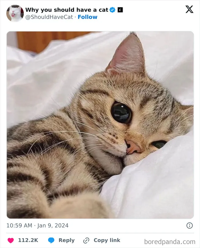 This Page Shares ‘Why You Should Have A Cat’ And Here’s 50 Of The Most Compelling Reasons (New Pics)