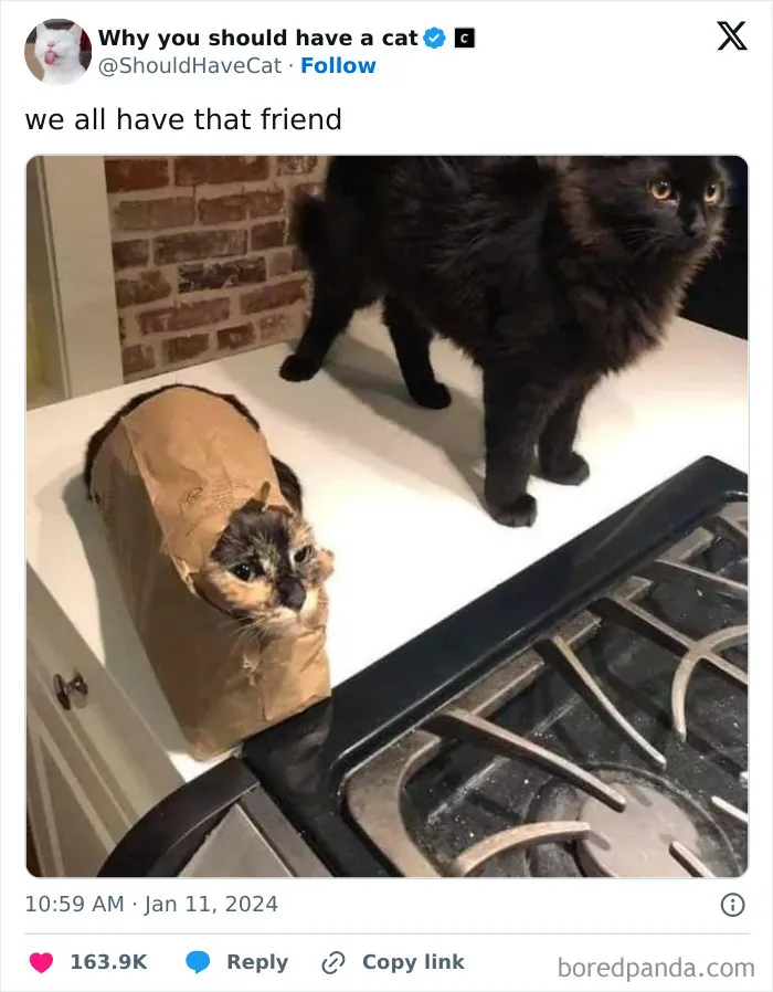 This Page Shares ‘Why You Should Have A Cat’ And Here’s 50 Of The Most Compelling Reasons (New Pics)