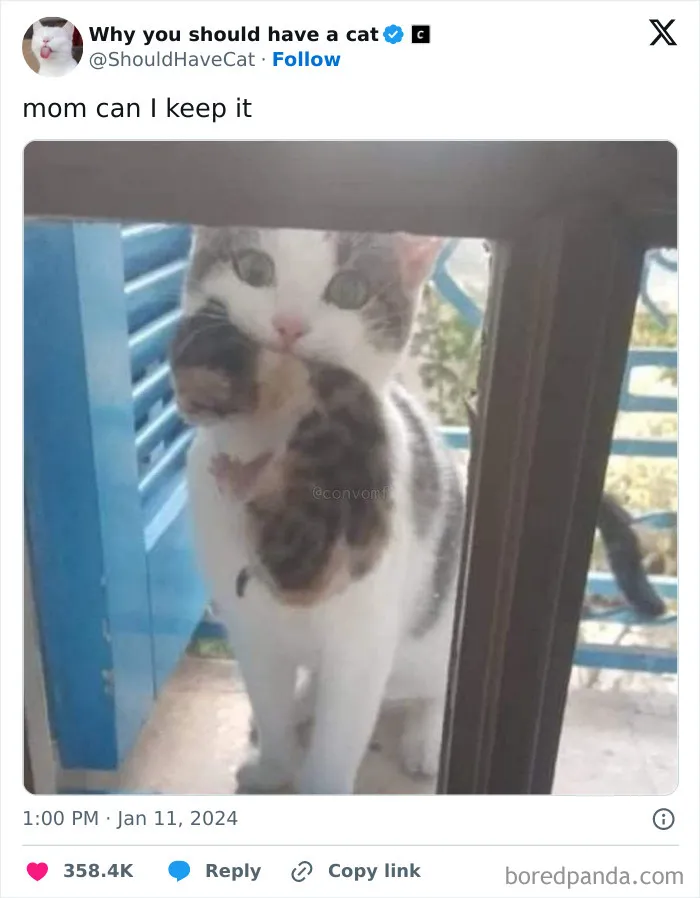 This Page Shares ‘Why You Should Have A Cat’ And Here’s 50 Of The Most Compelling Reasons (New Pics)