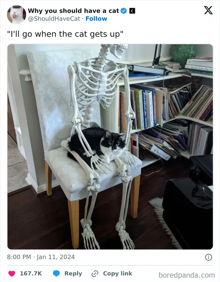 This Page Shares ‘Why You Should Have A Cat’ And Here’s 50 Of The Most Compelling Reasons (New Pics)