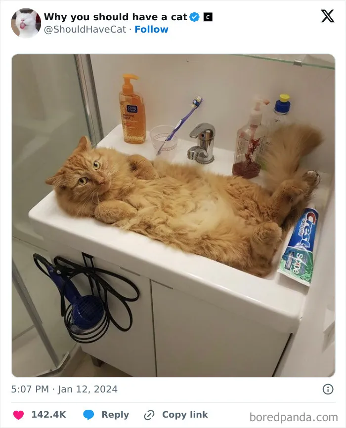 This Page Shares ‘Why You Should Have A Cat’ And Here’s 50 Of The Most Compelling Reasons (New Pics)