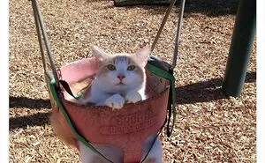 This Page Shares ‘Why You Should Have A Cat’ And Here’s 50 Of The Most Compelling Reasons (New Pics)