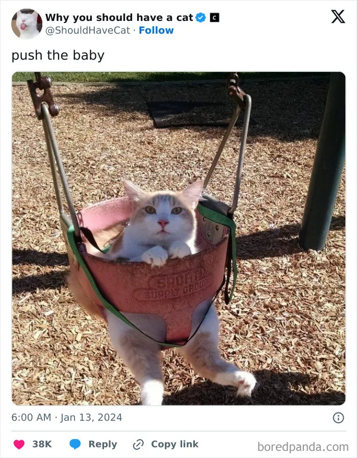 Reasons-Why-You-Should-Have-A-Cat