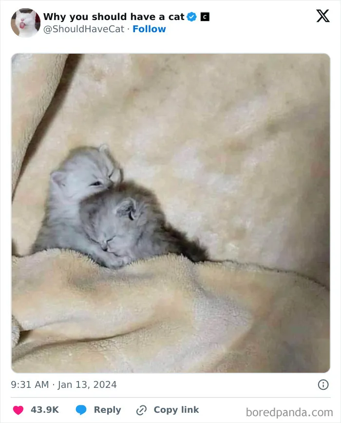 This Page Shares ‘Why You Should Have A Cat’ And Here’s 50 Of The Most Compelling Reasons (New Pics)