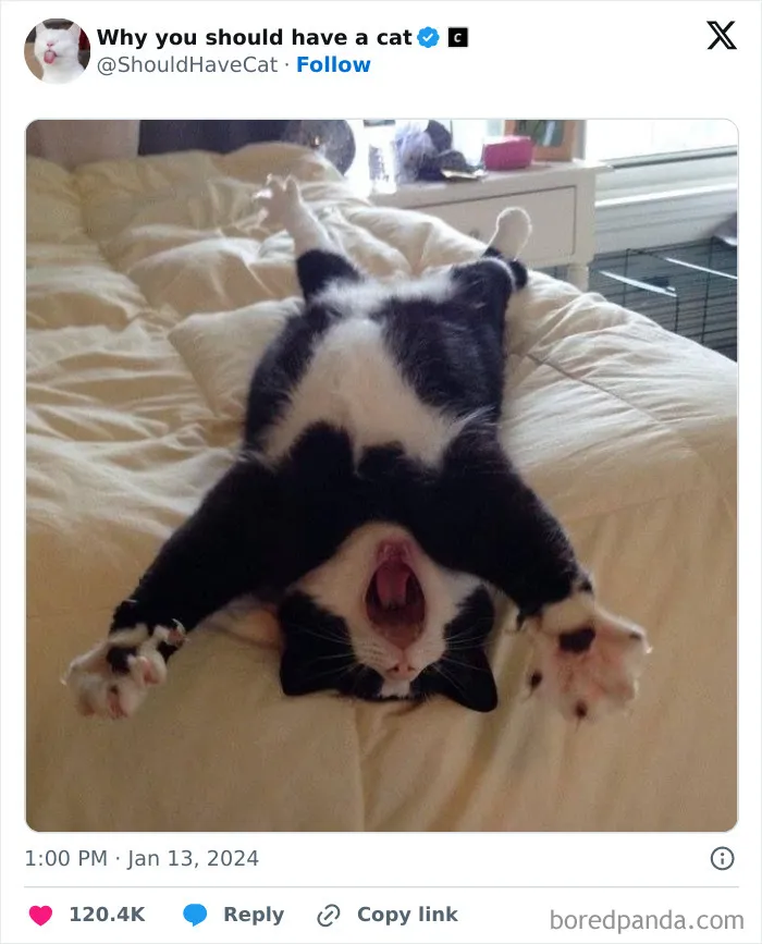 This Page Shares ‘Why You Should Have A Cat’ And Here’s 50 Of The Most Compelling Reasons (New Pics)