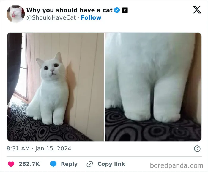 This Page Shares ‘Why You Should Have A Cat’ And Here’s 50 Of The Most Compelling Reasons (New Pics)