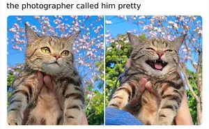This Page Shares ‘Why You Should Have A Cat’ And Here’s 50 Of The Most Compelling Reasons (New Pics)