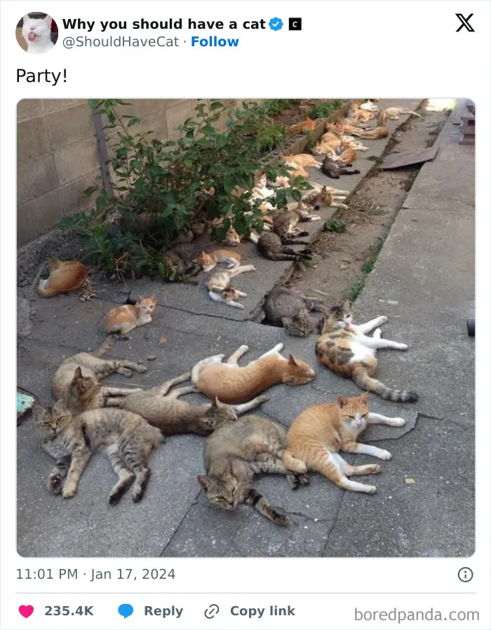 This Page Shares ‘Why You Should Have A Cat’ And Here’s 50 Of The Most Compelling Reasons (New Pics)