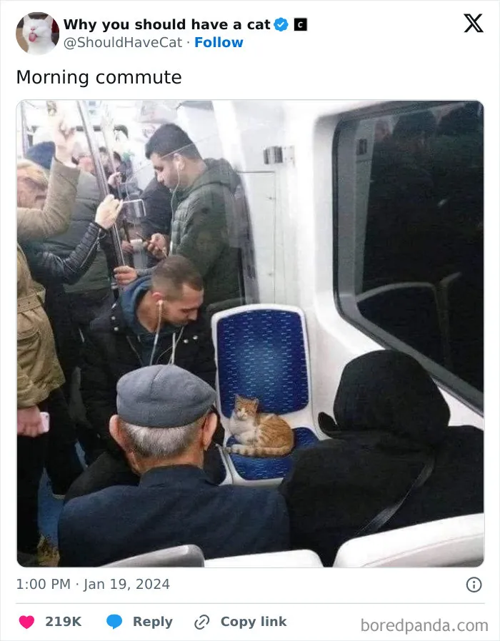 This Page Shares ‘Why You Should Have A Cat’ And Here’s 50 Of The Most Compelling Reasons (New Pics)