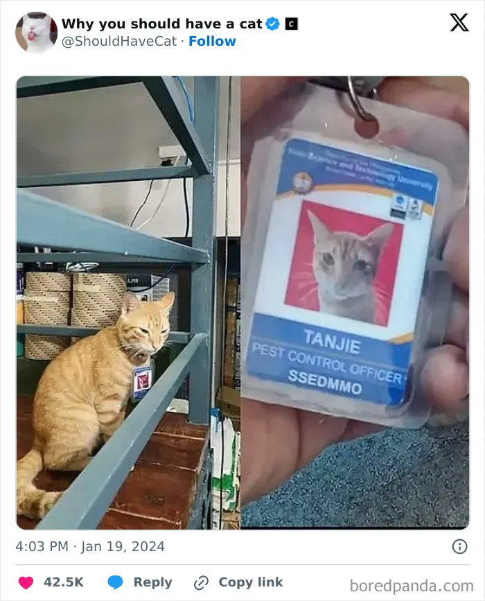 This Page Shares ‘Why You Should Have A Cat’ And Here’s 50 Of The Most Compelling Reasons (New Pics)