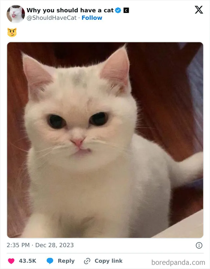 This Page Shares ‘Why You Should Have A Cat’ And Here’s 50 Of The Most Compelling Reasons (New Pics)