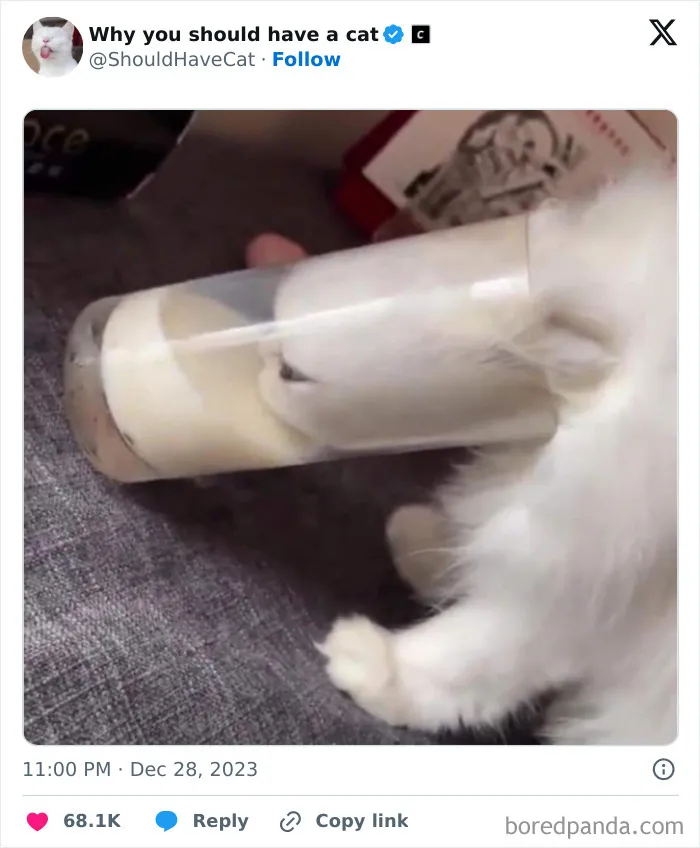 This Page Shares ‘Why You Should Have A Cat’ And Here’s 50 Of The Most Compelling Reasons (New Pics)