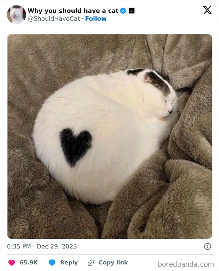 This Page Shares ‘Why You Should Have A Cat’ And Here’s 50 Of The Most Compelling Reasons (New Pics)