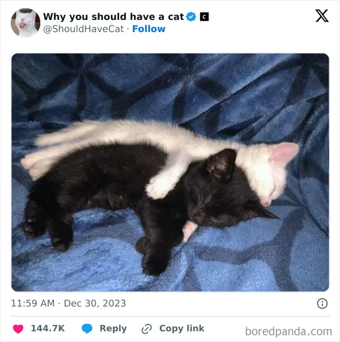 This Page Shares ‘Why You Should Have A Cat’ And Here’s 50 Of The Most Compelling Reasons (New Pics)