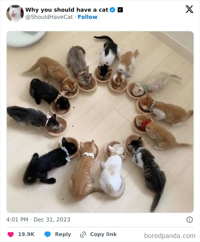 This Page Shares ‘Why You Should Have A Cat’ And Here’s 50 Of The Most Compelling Reasons (New Pics)