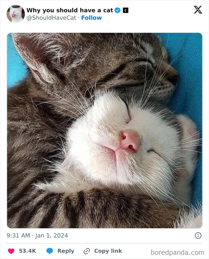 This Page Shares ‘Why You Should Have A Cat’ And Here’s 50 Of The Most Compelling Reasons (New Pics)