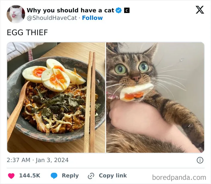 This Page Shares ‘Why You Should Have A Cat’ And Here’s 50 Of The Most Compelling Reasons (New Pics)