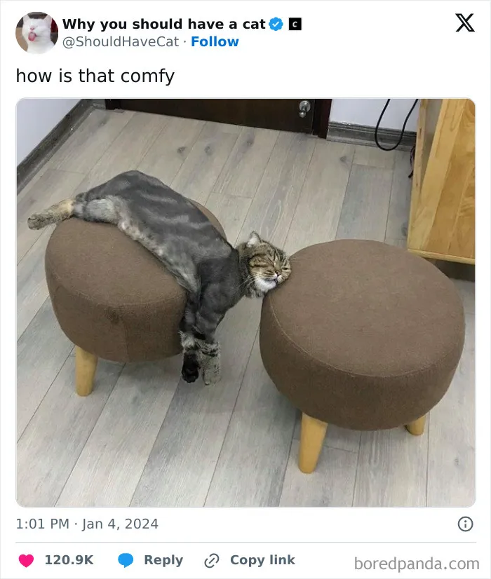 This Page Shares ‘Why You Should Have A Cat’ And Here’s 50 Of The Most Compelling Reasons (New Pics)
