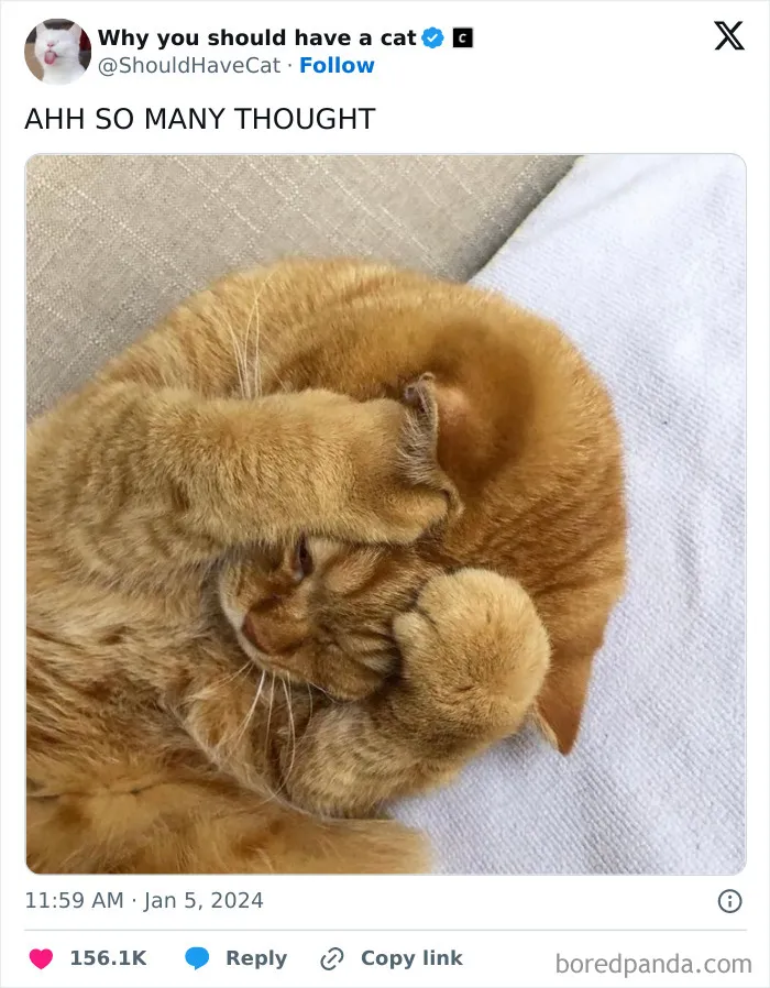 This Page Shares ‘Why You Should Have A Cat’ And Here’s 50 Of The Most Compelling Reasons (New Pics)