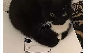 This Page Shares ‘Why You Should Have A Cat’ And Here’s 50 Of The Most Compelling Reasons (New Pics)