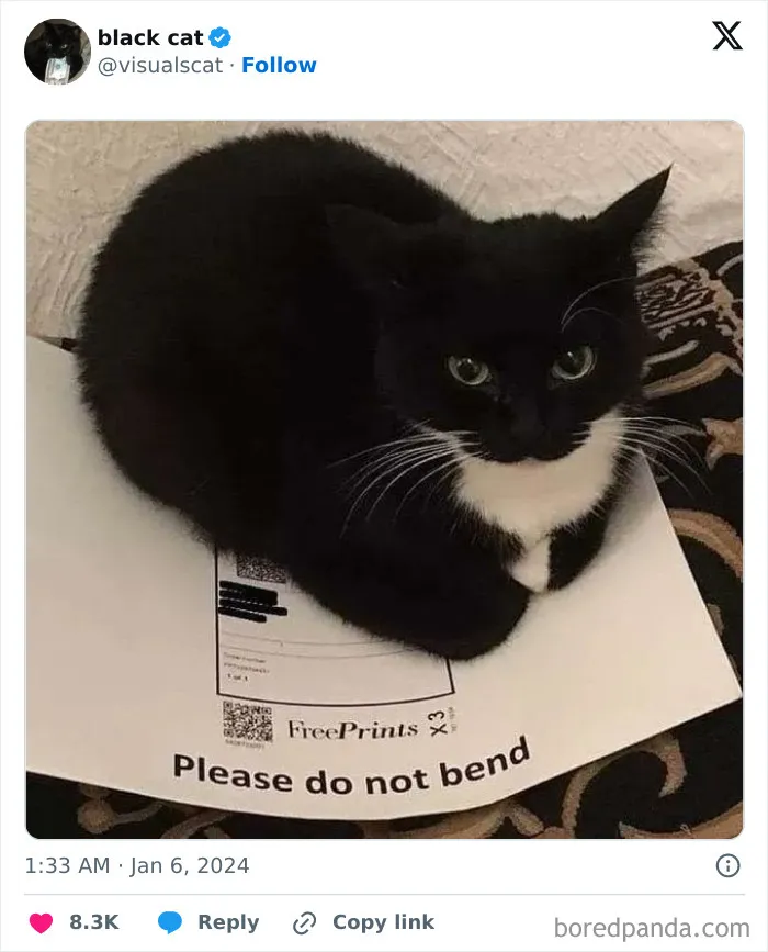 Reasons-Why-You-Should-Have-A-Cat