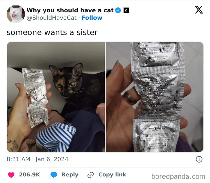 This Page Shares ‘Why You Should Have A Cat’ And Here’s 50 Of The Most Compelling Reasons (New Pics)
