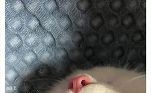 This Page Shares ‘Why You Should Have A Cat’ And Here’s 50 Of The Most Compelling Reasons (New Pics)