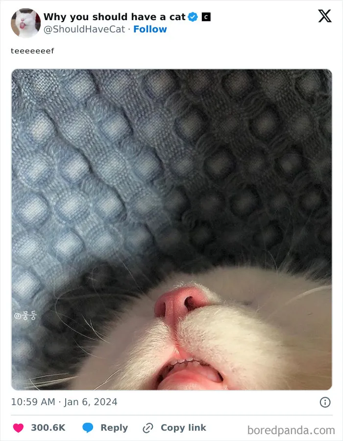 Reasons-Why-You-Should-Have-A-Cat
