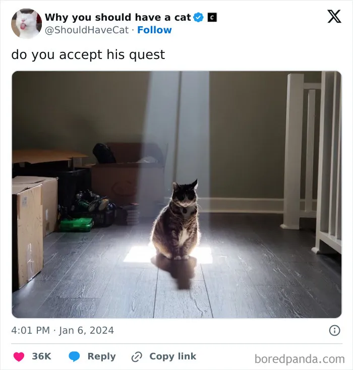 This Page Shares ‘Why You Should Have A Cat’ And Here’s 50 Of The Most Compelling Reasons (New Pics)
