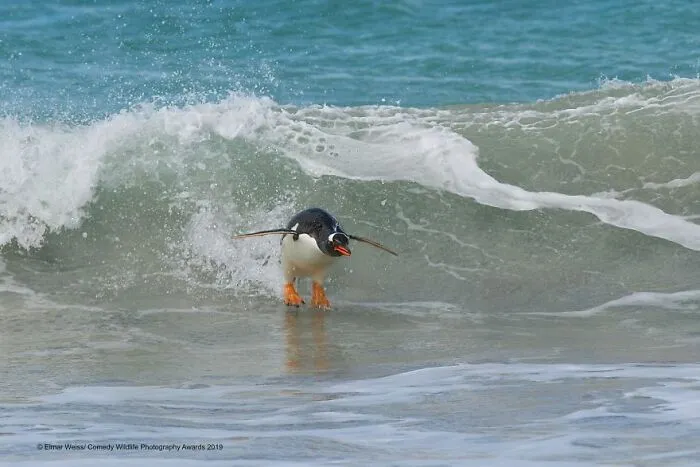 Surfing South Atlantic Style (2019)