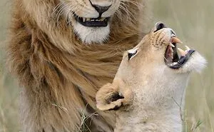 50 Of The Most Incredible Shots That Were Submitted To The Comedy Wildlife Photography Awards