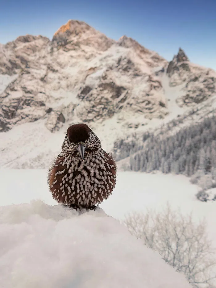 I Ruffle My Feathers On A Frosty Day By Dominika Koszowska