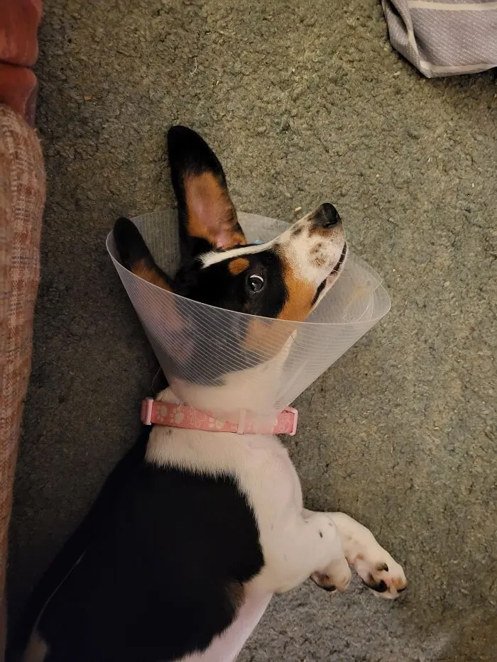 Our "Foster Fail" Pup, Josie, Aka "Crazy Eyes"