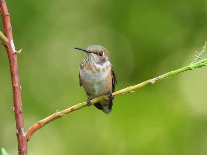 Hummingbird