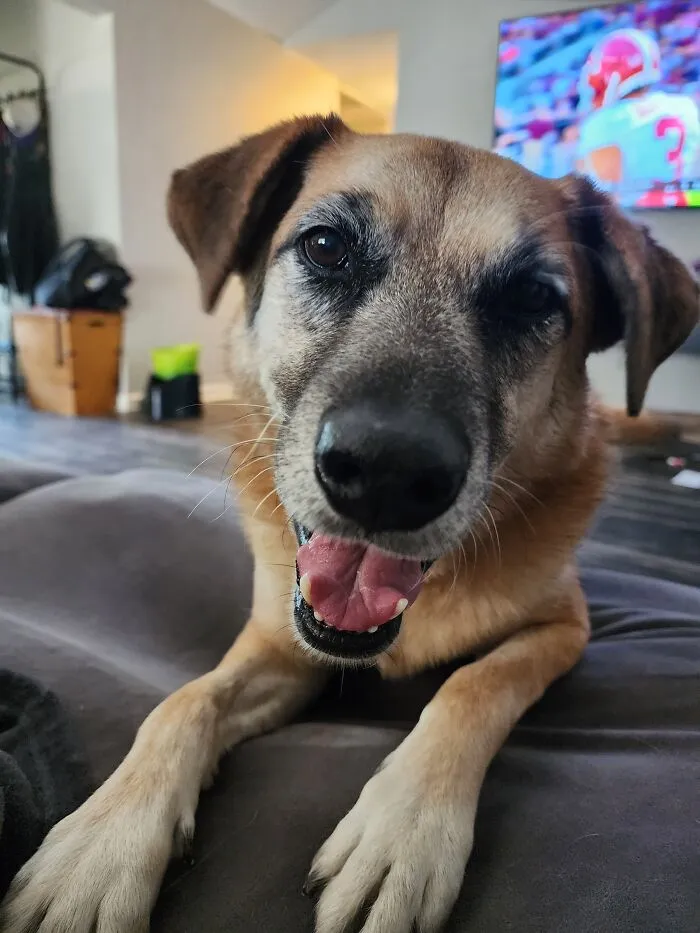 Rex. This Pic Epitomizes His Personality