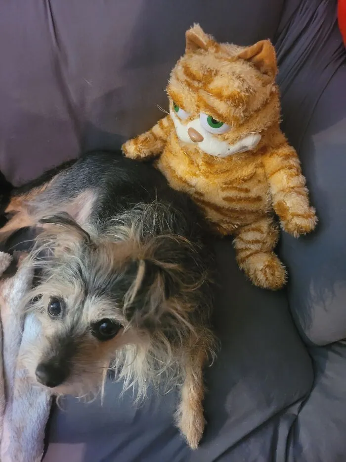 More "Sir Didymus From Labyrinth" Than Goblin In This Pic With Cursed Garfield